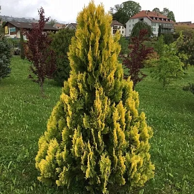 Туя ЕЛЛОУ РИББОН западная  Туя ЕЛЛОУ РИББОН западная в Курске