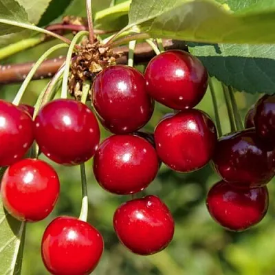 Вишня ЛЮБСКАЯ  Вишня ЛЮБСКАЯ в Курске