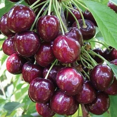 Черешня СЭМ колонновидная  Черешня СЭМ колонновидная в Курске