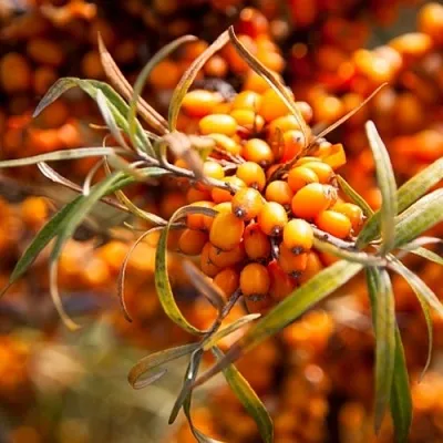 Облепиха ФИНСКАЯ  Облепиха ФИНСКАЯ в Курске