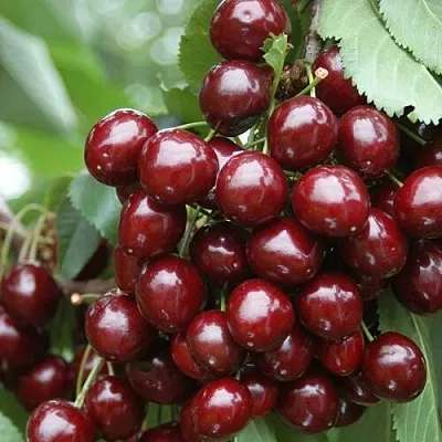 Черешня СИЛЬВИЯ колоновидная  Черешня СИЛЬВИЯ колоновидная в Курске