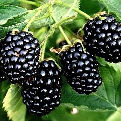 Ежевика ПРАЙМ АРК ТРЕВЕЛЕР ремонтантная  Ежевика ПРАЙМ АРК ТРЕВЕЛЕР ремонтантная в Курске