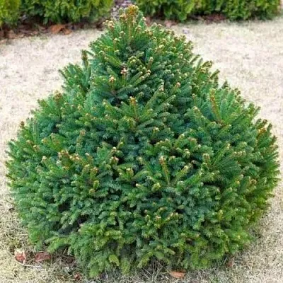 Ель БАРРИ обыкновенная  Ель БАРРИ обыкновенная в Курске