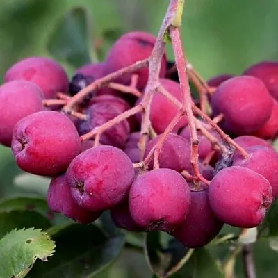 Рябина ДЕСЕРТНАЯ МИЧУРИНА сладкоплодная в Курске