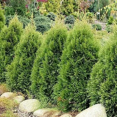 Туя СМАРАГД ВИТБОНТ западная  Туя СМАРАГД ВИТБОНТ западная в Курске