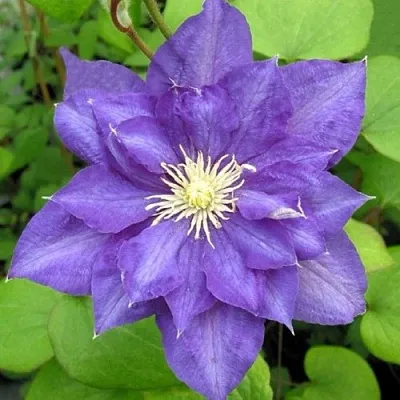 Клематис БЬЮТИ ОФ ВОЧЕСТЕР  Клематис БЬЮТИ ОФ ВОЧЕСТЕР в Курске