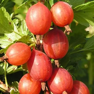 Крыжовник МАШЕКА  Крыжовник МАШЕКА в Курске