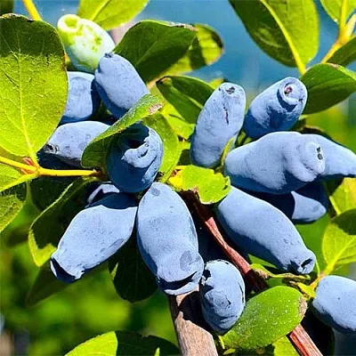 Жимолость съедобная АВРОРА в Курске