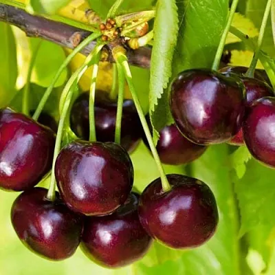 Черешня ИПУТЬ  Черешня ИПУТЬ в Курске