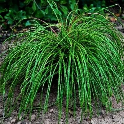 Туя ВИПКОРД складчатая  Туя ВИПКОРД складчатая в Курске