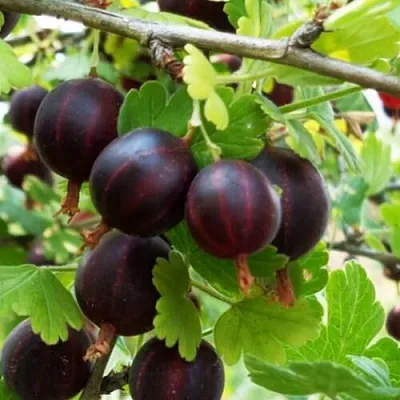 Крыжовник СЕВЕРНЫЙ КАПИТАН  Крыжовник СЕВЕРНЫЙ КАПИТАН в Курске