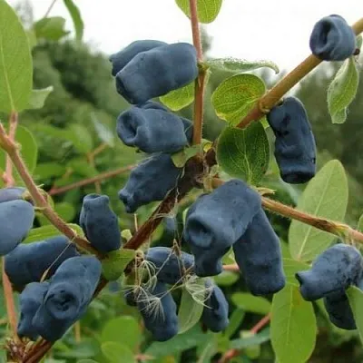 Жимолость съедобная ПУШКИНСКАЯ в Курске