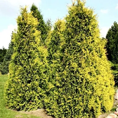 Туя САЛЛАНД западная  Туя САЛЛАНД западная в Курске