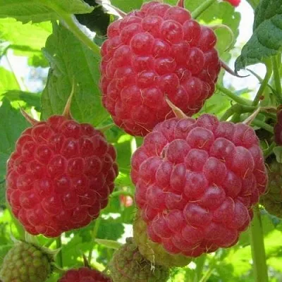 Малина НОВОСТЬ КУЗЬМИНА   Малина НОВОСТЬ КУЗЬМИНА  в Курске