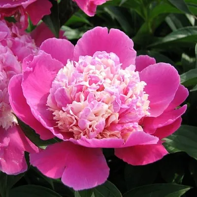 Пион КОРА СТАББС травянистый  Пион КОРА СТАББС травянистый в Курске