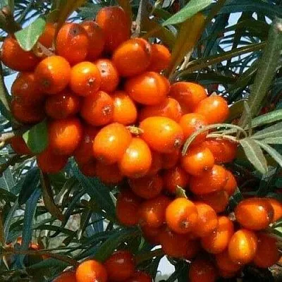 Облепиха ПЛАМЕННАЯ  Облепиха ПЛАМЕННАЯ в Курске