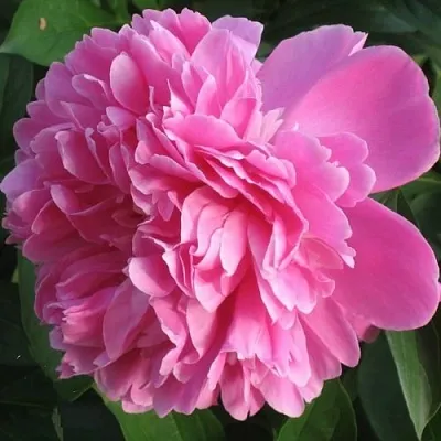 саженцы пиона саженцы пиона