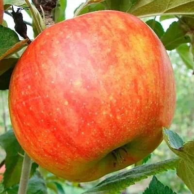 Яблоня ЦЕЛЕСТЕ  Яблоня ЦЕЛЕСТЕ в Курске