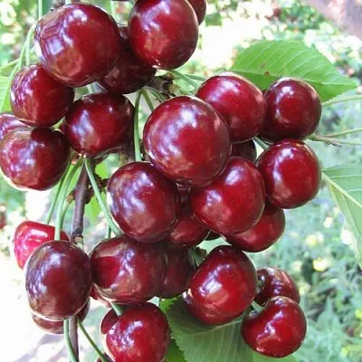 Черешня ОДРИНКА  Черешня ОДРИНКА в Курске