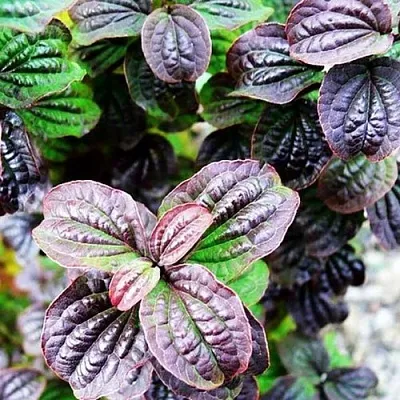 дерен КОМПРЕССА кроваво-красный  дерен КОМПРЕССА кроваво-красный в Курске