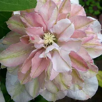 Клематис ИННОСЕНТ БЛАШ  Клематис ИННОСЕНТ БЛАШ в Курске