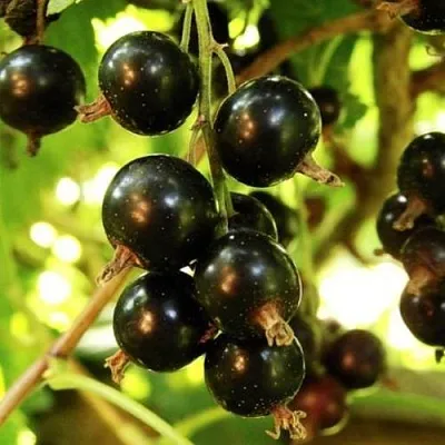 Смородина чёрная НАРА в Курске