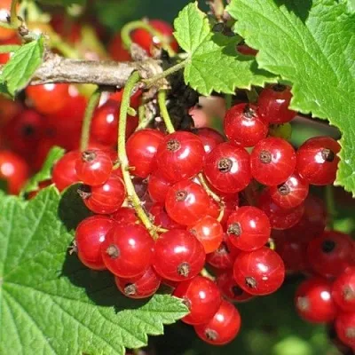 Смородина красная РАЧКОВСКАЯ  Смородина красная РАЧКОВСКАЯ в Курске