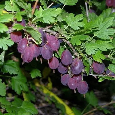 Крыжовник ГРУШЕНЬКА  Крыжовник ГРУШЕНЬКА в Курске