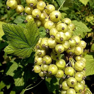 Смородина зеленоплодная СНЕЖНАЯ КОРОЛЕВА  Смородина зеленоплодная СНЕЖНАЯ КОРОЛЕВА в Курске