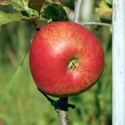 Яблоня ДЫЯМЕНТ  Яблоня ДЫЯМЕНТ в Курске