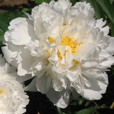 Пион БОУЛ ОФ КРИМ травянистый  Пион БОУЛ ОФ КРИМ травянистый в Курске