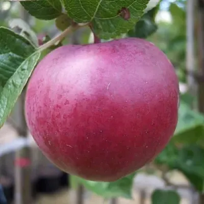 Яблоня НОРИС  Яблоня НОРИС в Курске