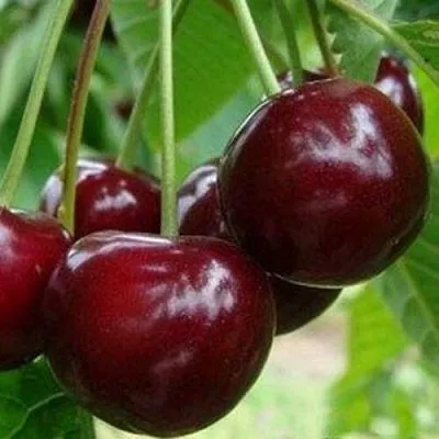 Вишня МИЛАВИЦА  Вишня МИЛАВИЦА в Курске