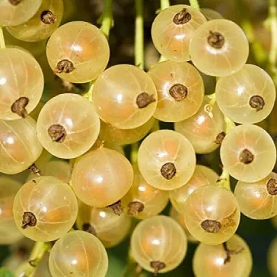 Смородина белая СМОЛЬЯНИНОВСКАЯ  Смородина белая СМОЛЬЯНИНОВСКАЯ в Курске