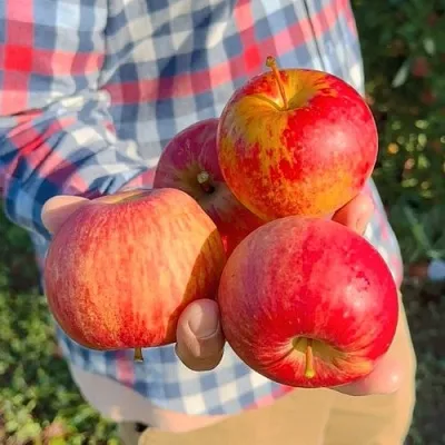 Яблоня КРАСАВИТА  Яблоня КРАСАВИТА в Курске