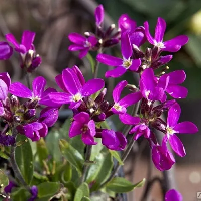 Арабис РОУЗ делайт  Арабис РОУЗ делайт в Курске