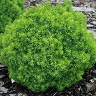 Ель АЛЬБЕРТА ГЛОБ сизая  Ель АЛЬБЕРТА ГЛОБ сизая в Курске