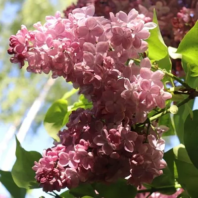 Сирень МЕДОВЫЙ СПАС  Сирень МЕДОВЫЙ СПАС в Курске