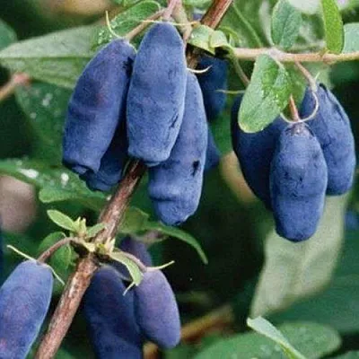 Жимолость съедобная ЛАЗУРНАЯ в Курске