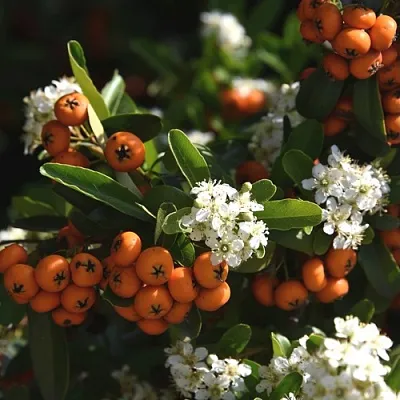 Пираканта  Пираканта в Курске