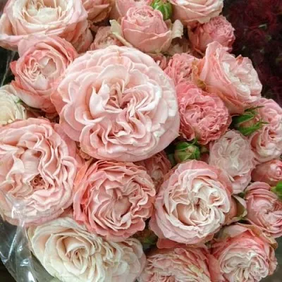 Саженцы роз МАДАМ БОМБАСТИК спрей  Саженцы роз МАДАМ БОМБАСТИК спрей в Курске