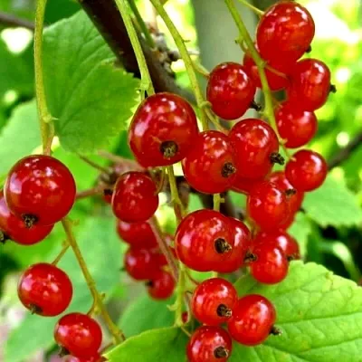 Смородина красная КОРАЛЛОВАЯ  Смородина красная КОРАЛЛОВАЯ в Курске
