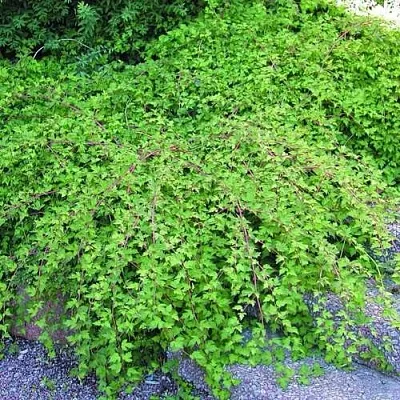 Стефанандра  Стефанандра в Курске