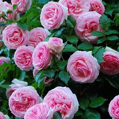 Саженцы роз ПЬЕР ДЕ РОНСАР плетистая  Саженцы роз ПЬЕР ДЕ РОНСАР плетистая в Курске