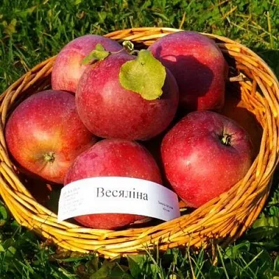 Яблоня ВЕСЯЛИНА  Яблоня ВЕСЯЛИНА в Курске