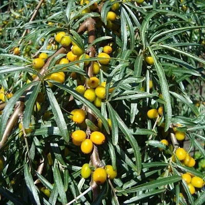 Облепиха ЖЕЛТОПЛОДНАЯ  Облепиха ЖЕЛТОПЛОДНАЯ в Курске