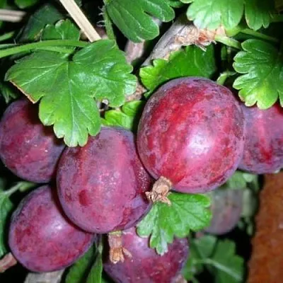 Крыжовник КОЛОБОК  Крыжовник КОЛОБОК в Курске