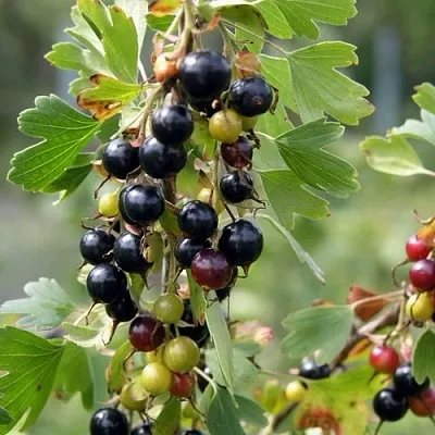 Смородина золотистая ПЛОТНОМЯСАЯ  Смородина золотистая ПЛОТНОМЯСАЯ в Курске