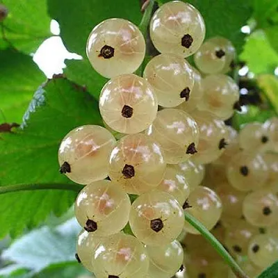 Смородина белая ЮТЕРБОРГСКАЯ  Смородина белая ЮТЕРБОРГСКАЯ в Курске