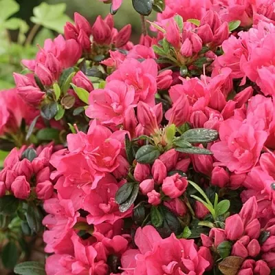 Азалия  Азалия в Курске